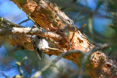 Certhia brachydactyla