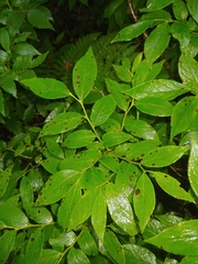 Vaccinium erythrocarpum