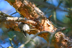 Certhia brachydactyla