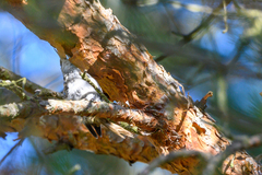 Certhia brachydactyla