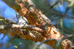 Certhia brachydactyla