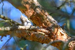 Certhia brachydactyla
