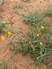 Talinum aurantiacum
