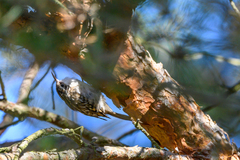 Certhia brachydactyla