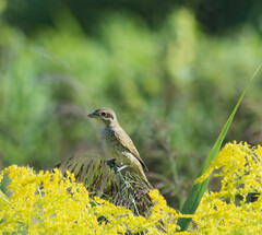 Lanius collurio
