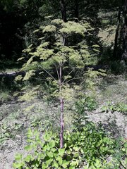 Peucedanum verticillare