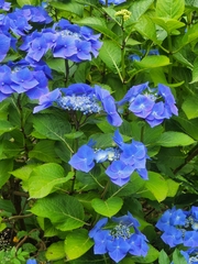 Hydrangea macrophylla macrophylla