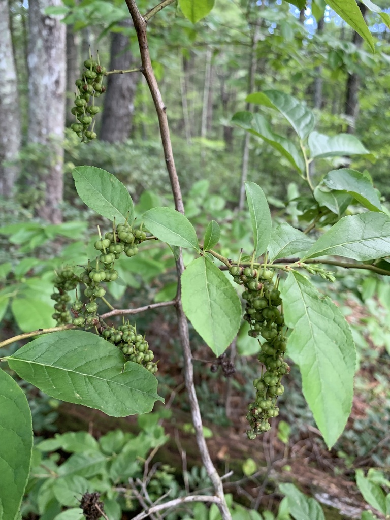 mountain fetterbush