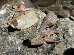 Austropotamobius pallipes