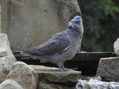 Columba palumbus