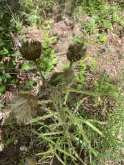 Cirsium canescens