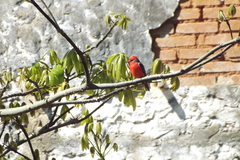 Pyrocephalus rubinus