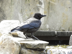 Corvus corone