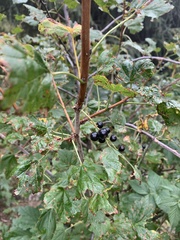 Ribes meyeri