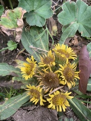 Inula rhizocephala