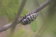 Lampetis dilaticollis