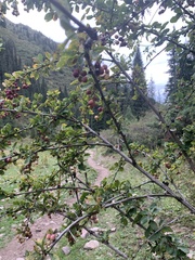 Berberis sphaerocarpa