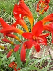 Hesperantha coccinea