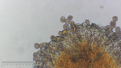 Melampsora ribesii-viminalis