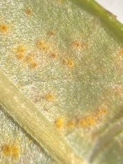 Melampsora ribesii-viminalis