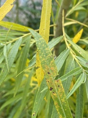 Melampsora ribesii-viminalis