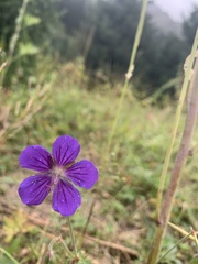Geranium collinum