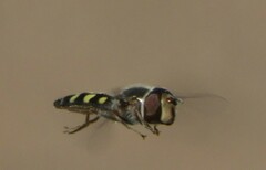 Austroscaeva occidentalis