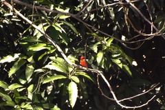 Pyrocephalus rubinus