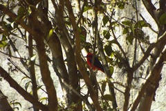 Pyrocephalus rubinus