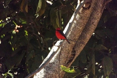 Pyrocephalus rubinus