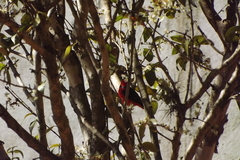 Pyrocephalus rubinus