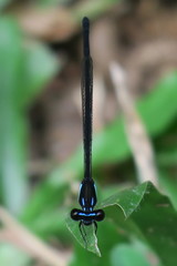 Prodasineura collaris