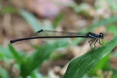 Prodasineura collaris