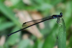 Prodasineura collaris