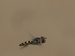 Austroscaeva occidentalis