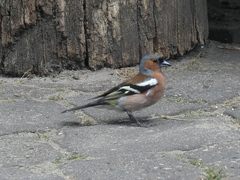 Fringilla coelebs