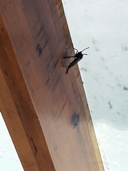 Archilestris magnificus