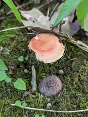 Russula pusilla