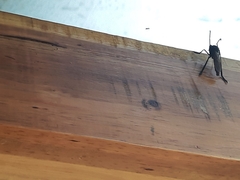 Archilestris magnificus