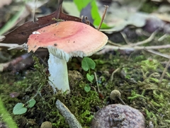 Russula pusilla