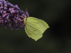 Gonepteryx rhamni