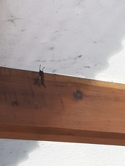 Archilestris magnificus