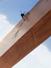 Archilestris magnificus