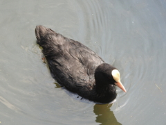 Fulica atra