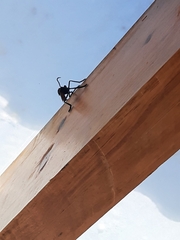 Archilestris magnificus