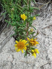 Limbarda crithmoides longifolia
