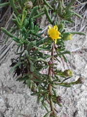 Limbarda crithmoides longifolia