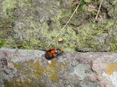 Ogdoecosta biannularis