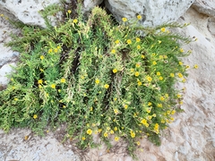 Limbarda crithmoides longifolia