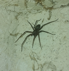 Sagana rutilans